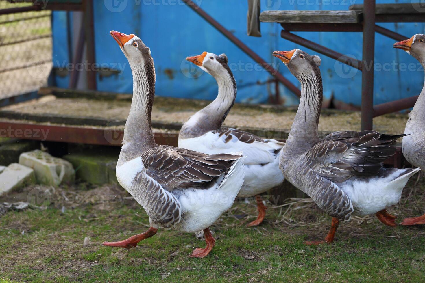 A group domestic geese graze on green grass on a farmstead photo