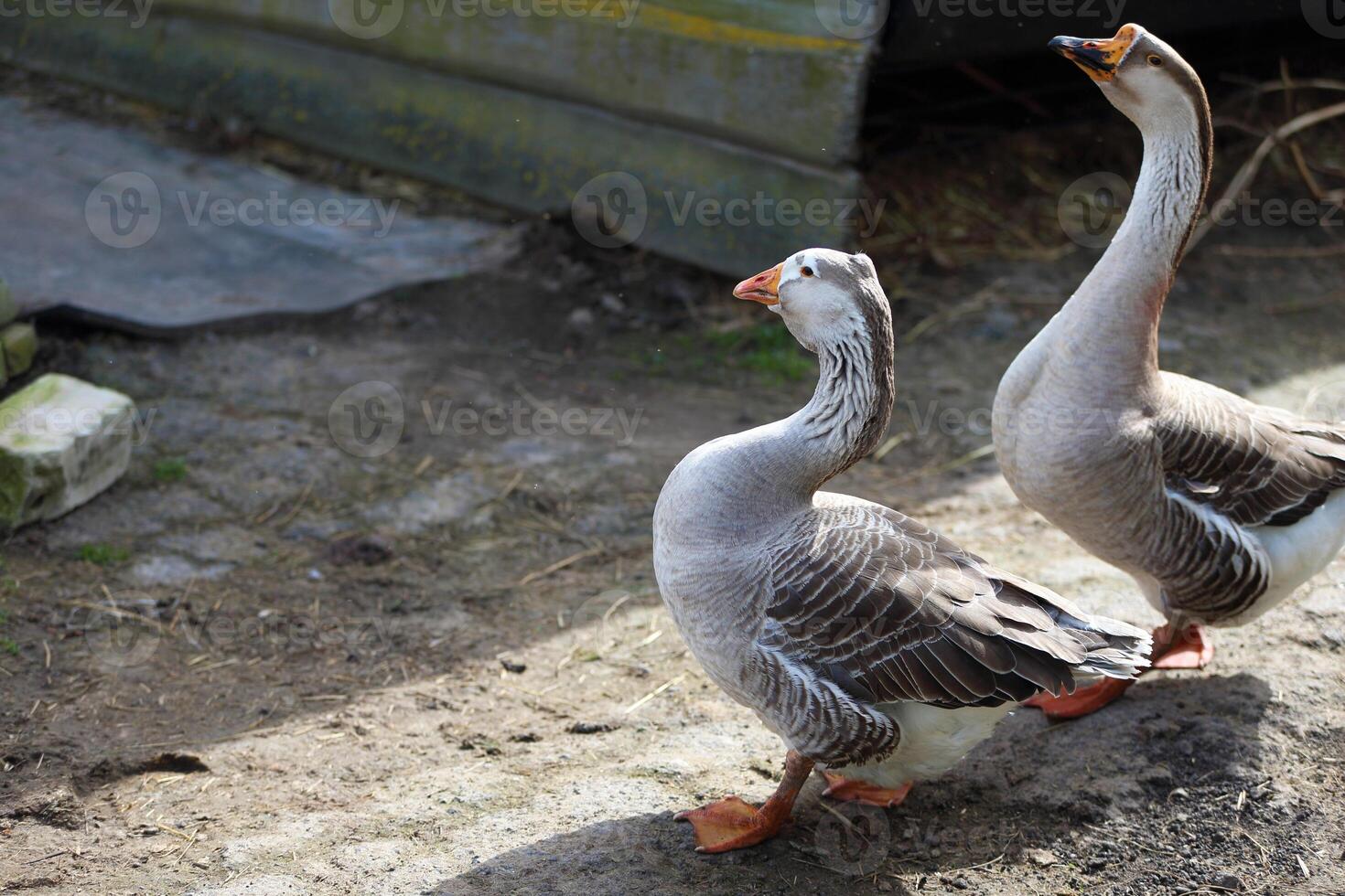 Two geese are walking around the yard of a farm photo