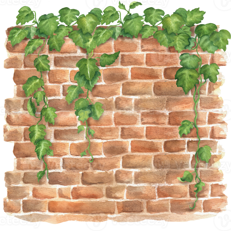 Brown brick wall with textured bricks and green climbing ivy. Red brown stone wall. Old garden clipart. Bricklaying. Hand-drawn watercolor illustration. For background, scrapbooking design png
