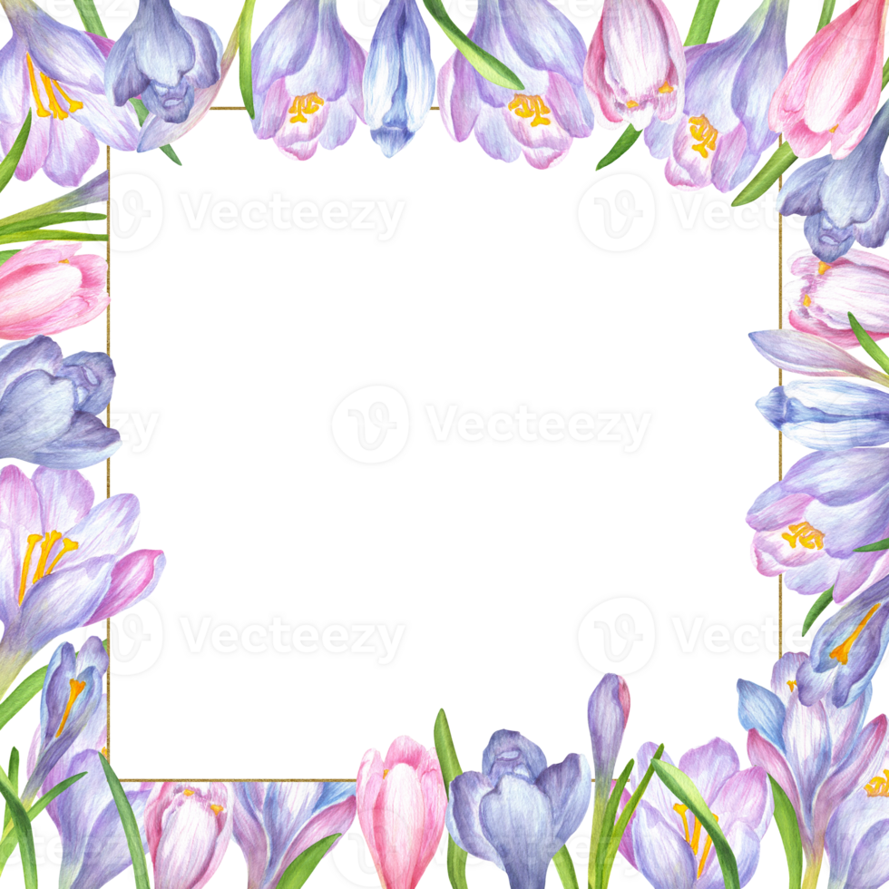 Square frame of soft purple, blue and pink crocus flowers and green leaves and tiny gold frame. Square frame of flowers. Springtime flowers clipart. Hand-drawn watercolor illustration png