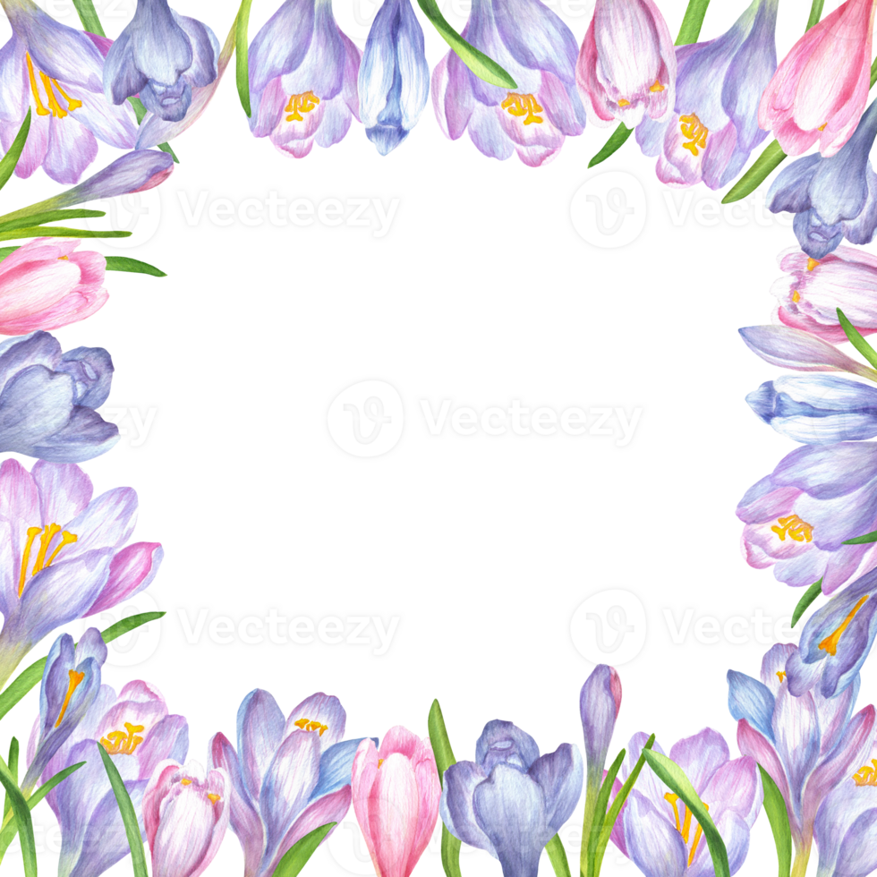 Floral frame of soft purple, blue and pink crocus flowers and green leaves. Springtime frame. Square frame of flowers. Springtime flowers clipart. Hand-drawn watercolor illustration png