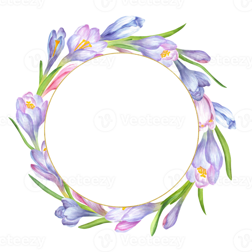 A wreath of soft purple, blue and pink crocus flowers and green leaves and tiny gold frame. Springtime wreath with saffron flowers. Spring flowers clipart. Hand-drawn watercolor illustration png