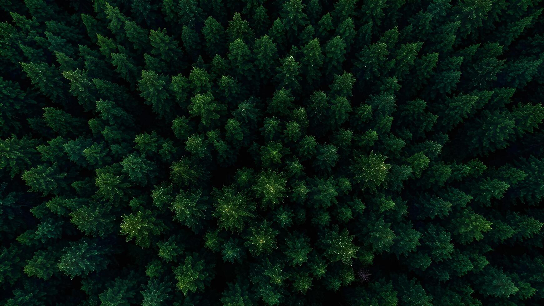 Dense evergreen forest overhead view photo