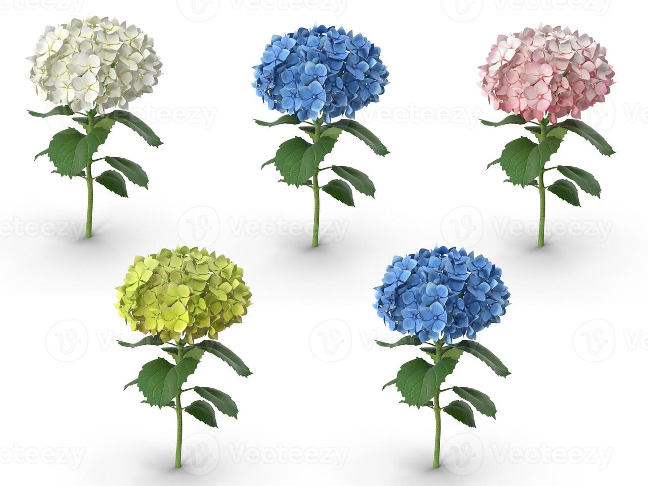 Colorful Hydrangea Bloom Set photo