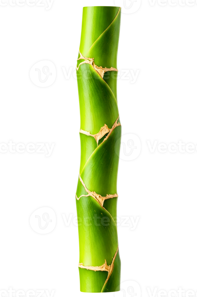 Green bamboo stalk segment isolated on a transparent background png
