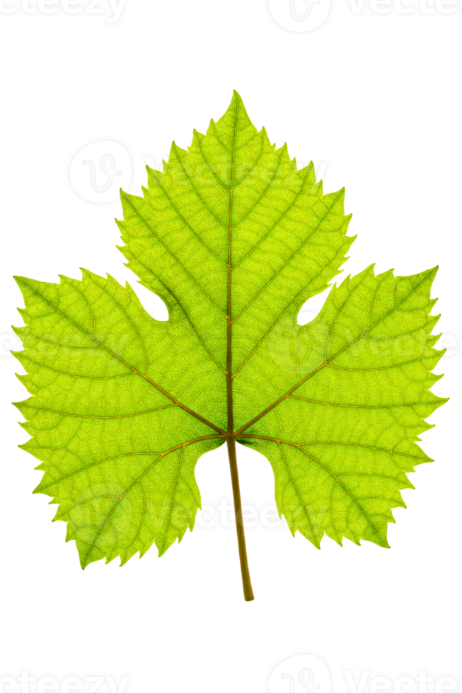 Translucent green grape leaf showing detailed veins isolated on a transparent background png