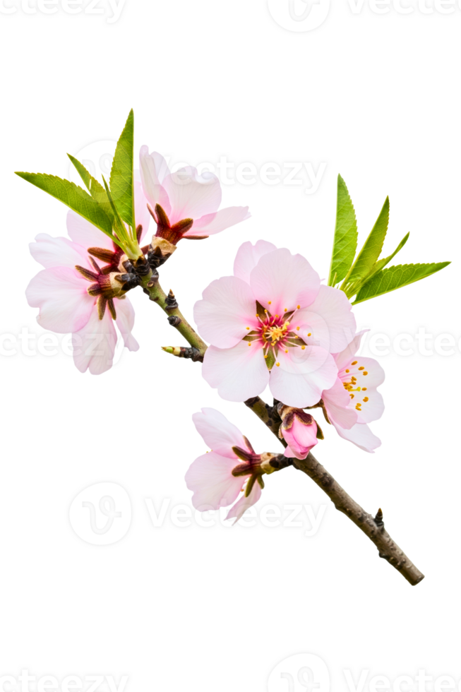 Delicate pink blossoms on a branch isolated on a transparent background png