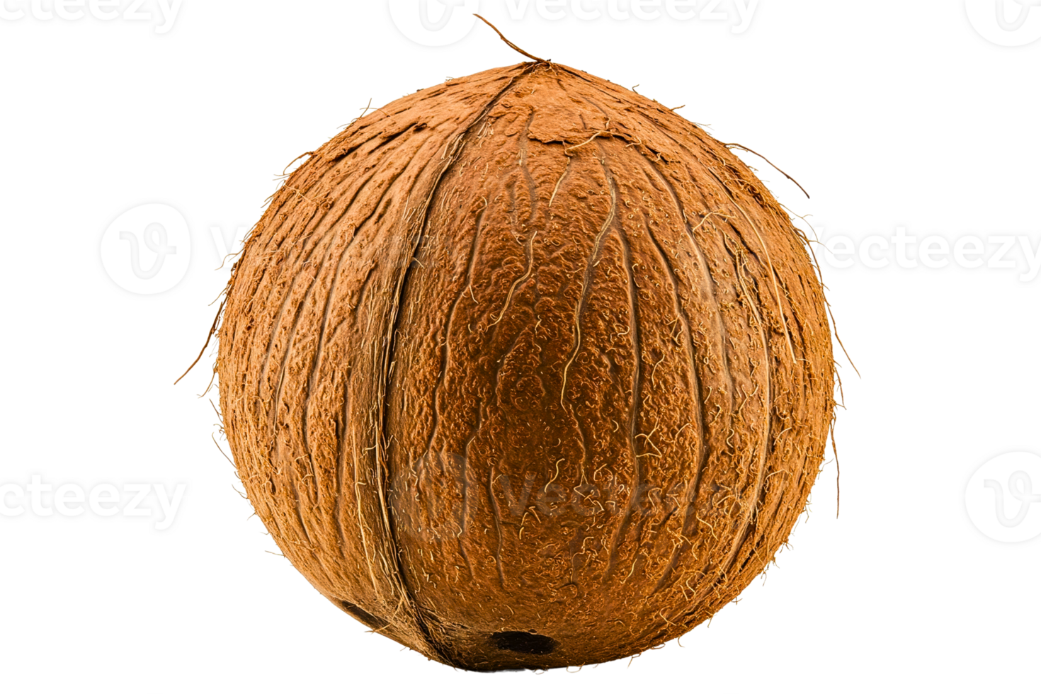 Whole Brown Coconut isolated on a transparent background png
