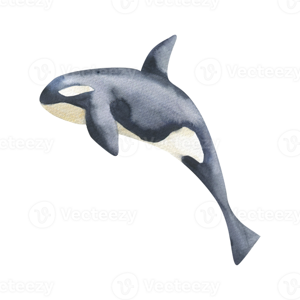 Black orca watercolor illustration. Hand drawn isolated killer whale clipart, jumping sea fish painting for oceanarium poster,card design. Undersea book, wallpaper design png