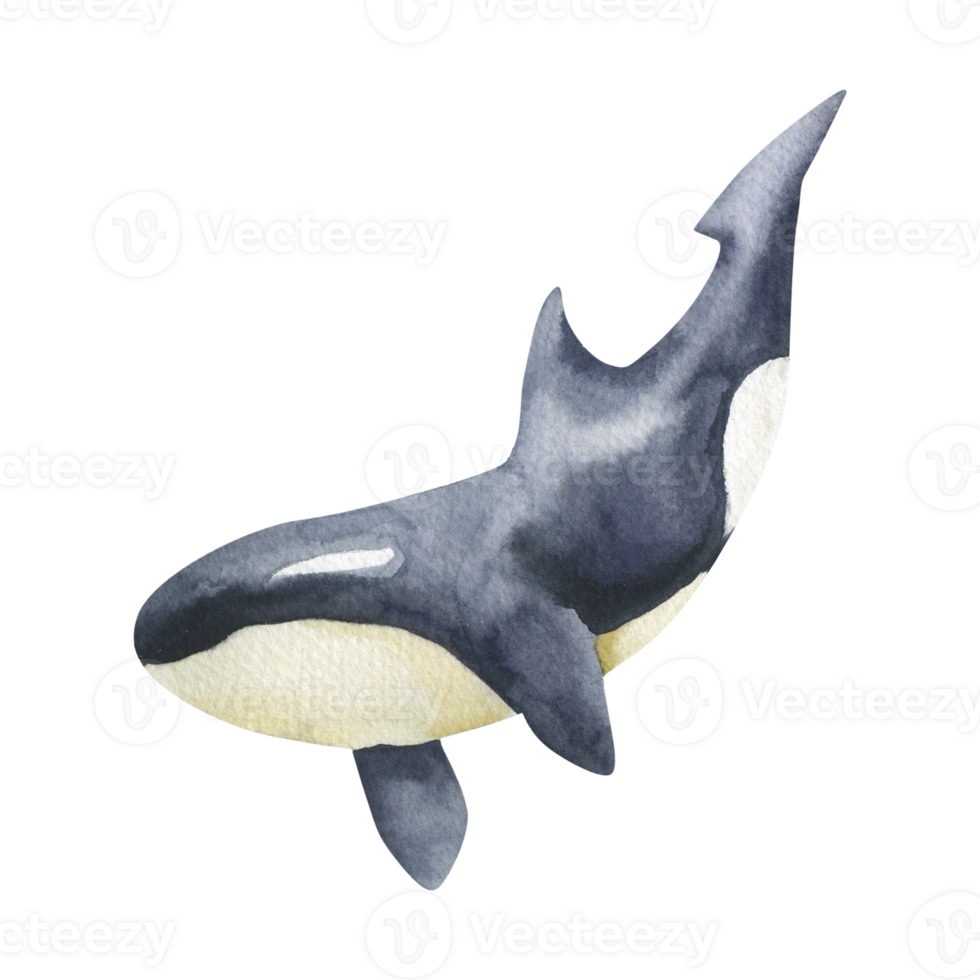 Orca wild mammal watercolor illustration. Hand drawn black killer whale clipart, ocean fish painting for wallpaper, packing, sticker, label design png