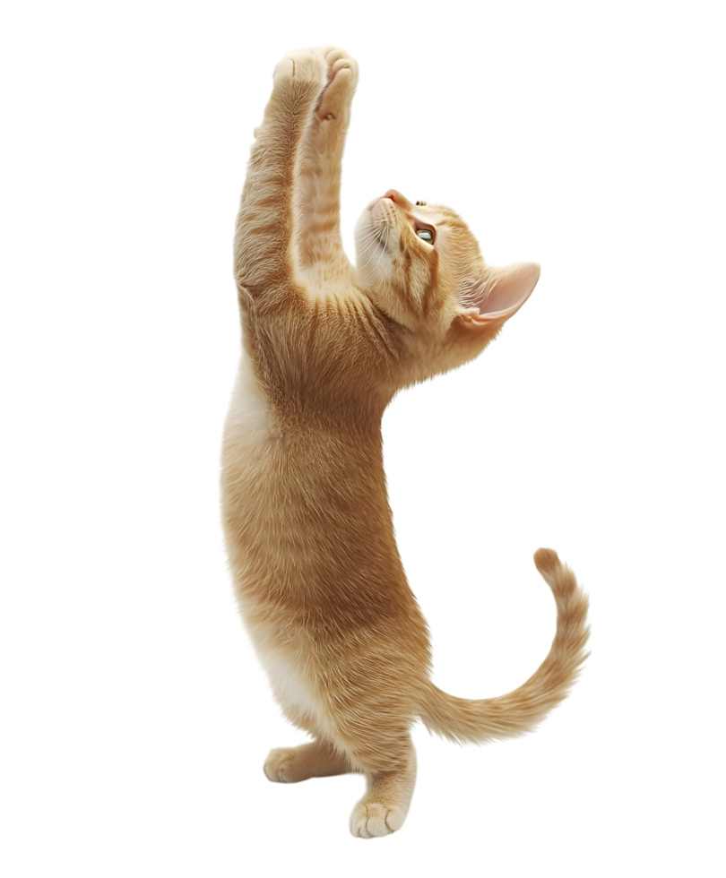A cat is standing on its hind legs and reaching up png