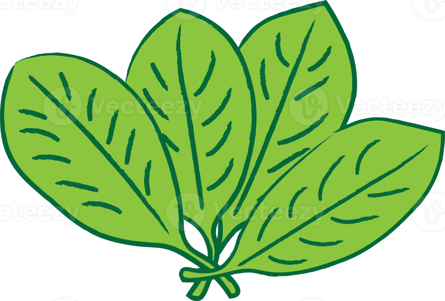Illustration of Fresh Spinach Leaves with Green Color png