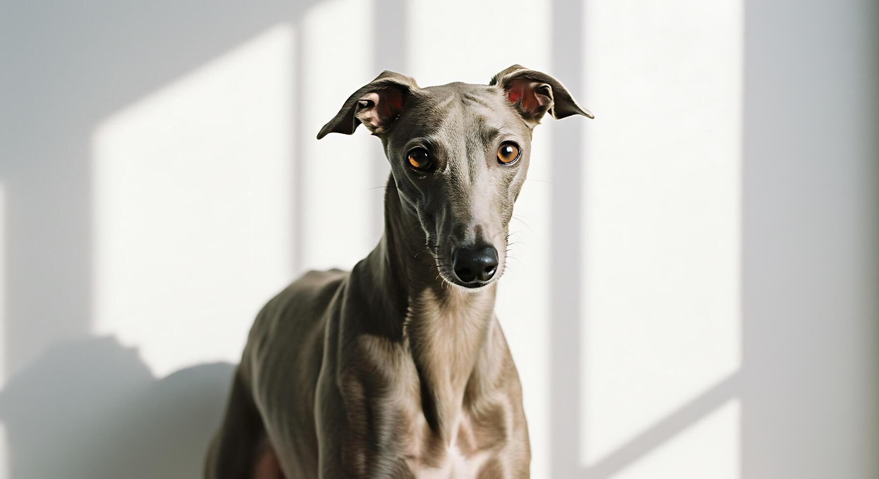 A grey dog standing in front of a window photo
