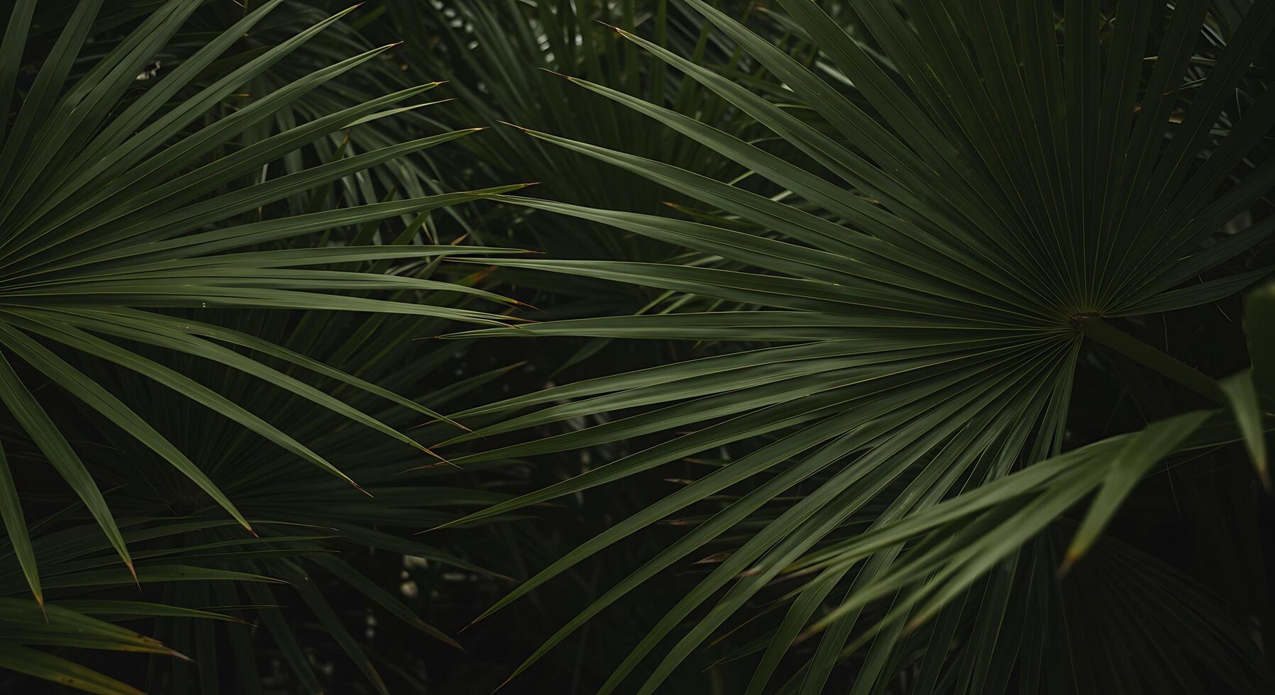 Palm leaves are shown in this photo