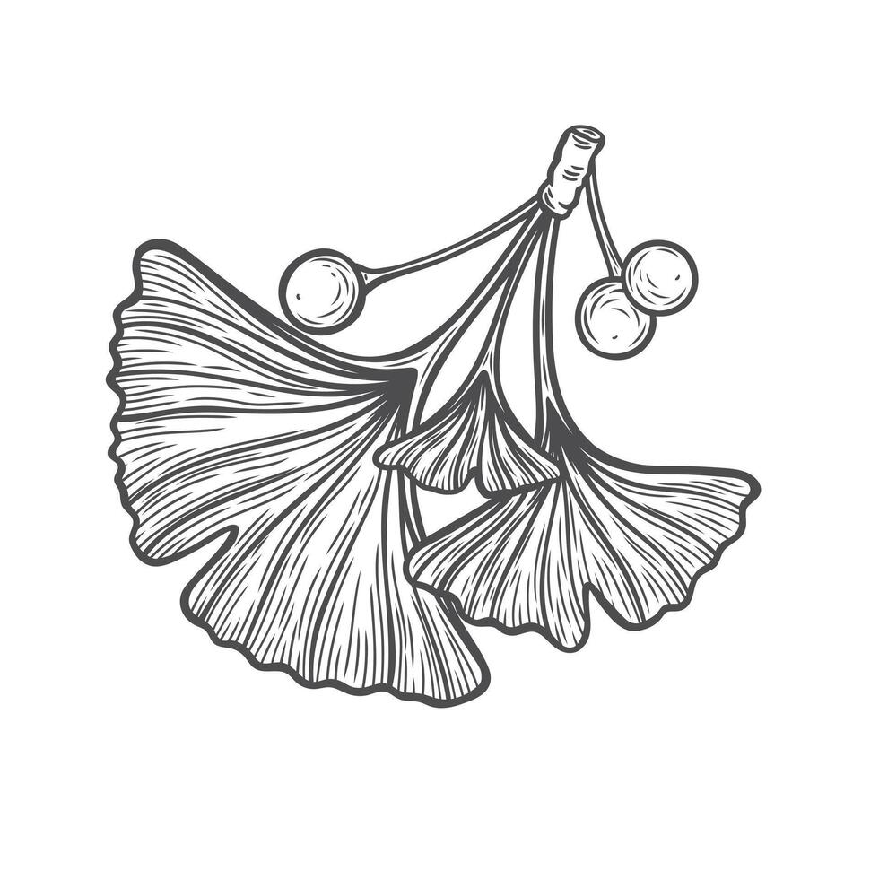 Ginkgo biloba branch with berries in engraving style vector