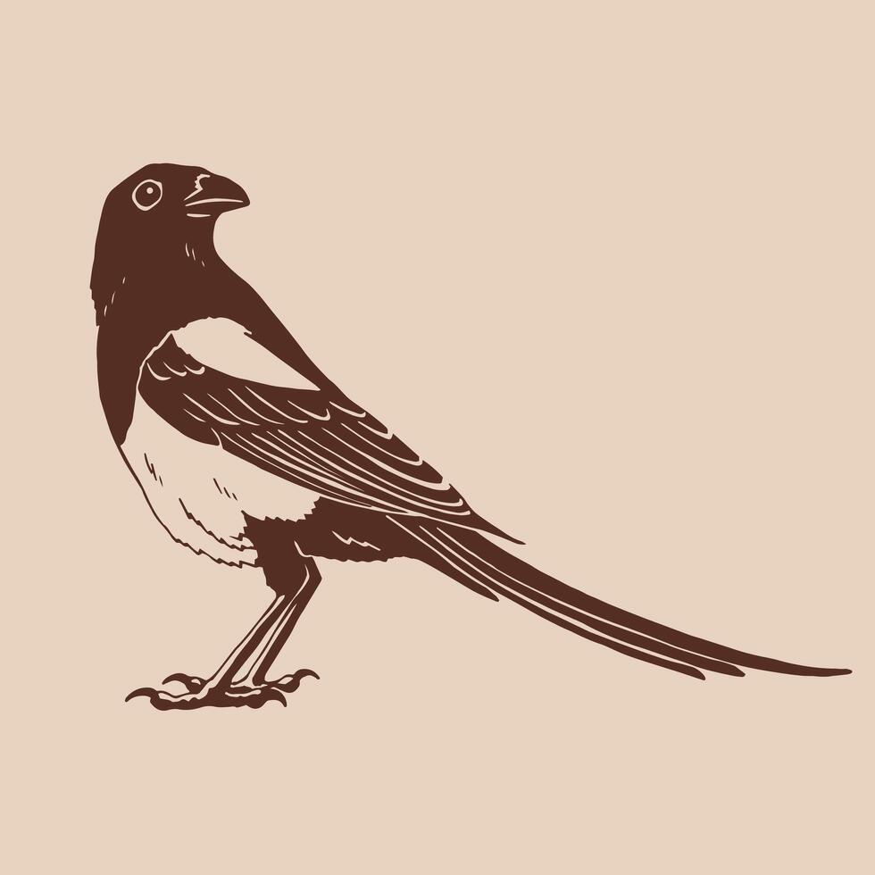 Magpie bird. Hand drawn illustration vector
