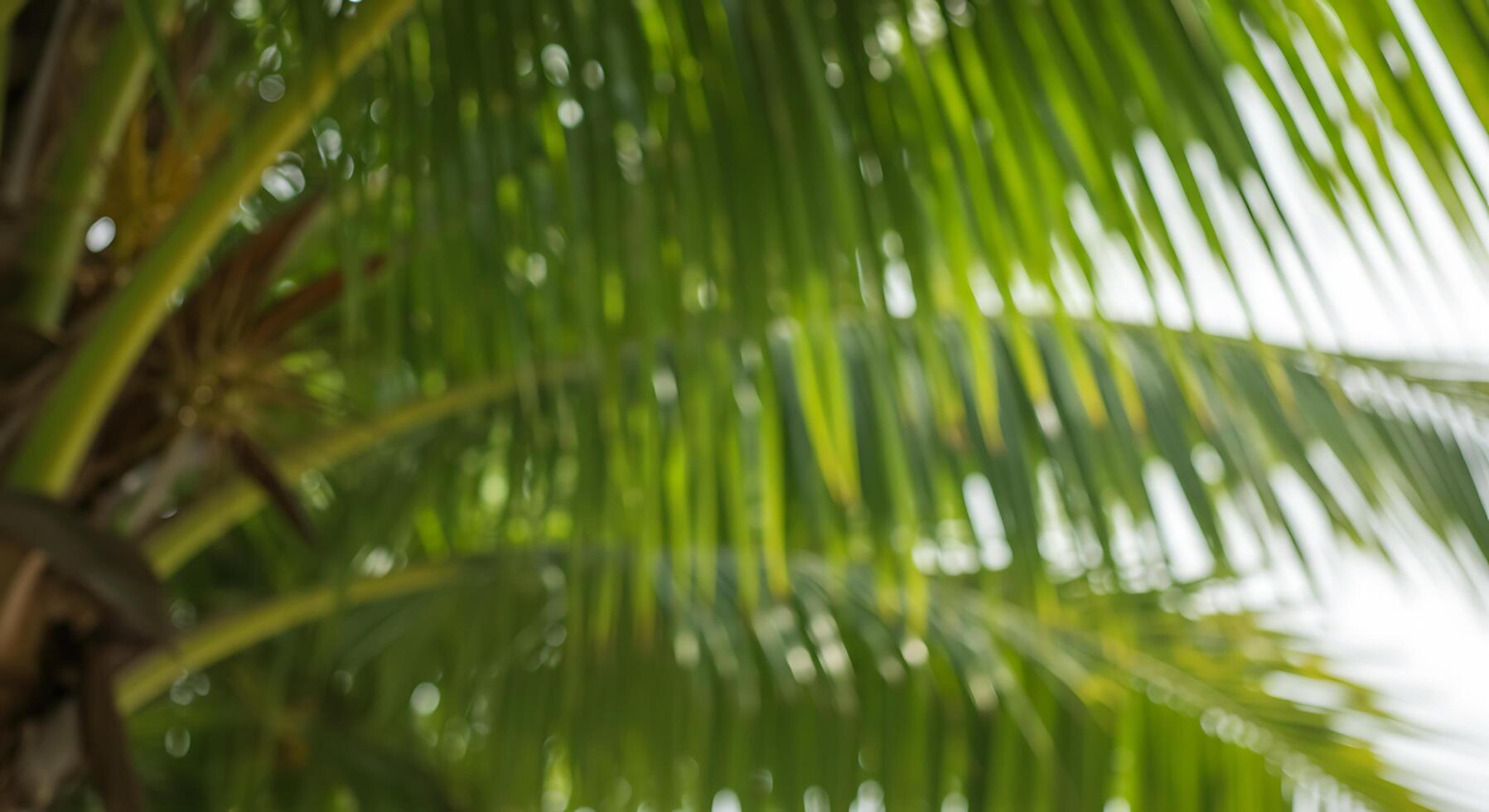 A close up of a palm tree with green leaves photo
