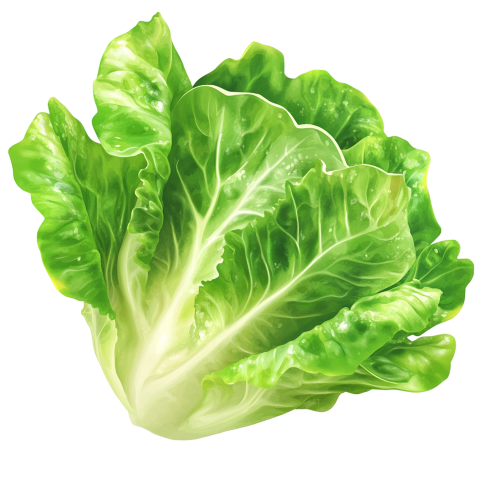 Bright Green Lettuce Fresh and Healthy Food png