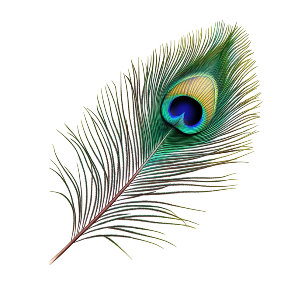 Close Up of Colorful Peacock Feather png