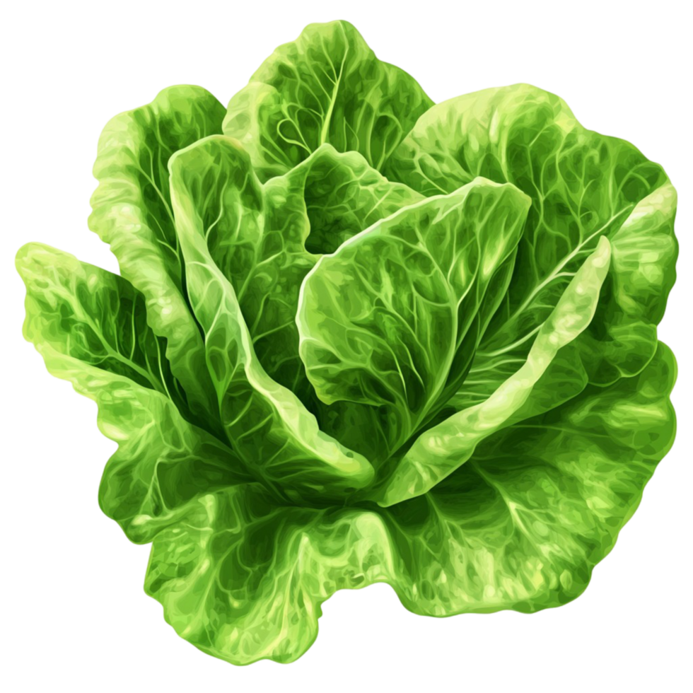 Fresh Butterhead Lettuce Organic and Crunchy png