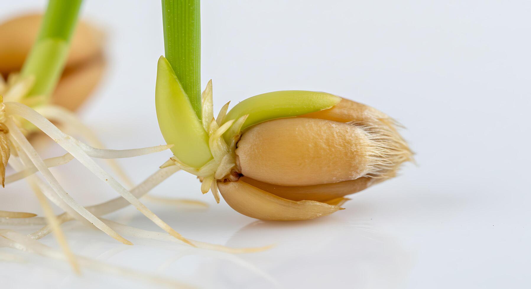 A close up of a sprout growing from a seed photo
