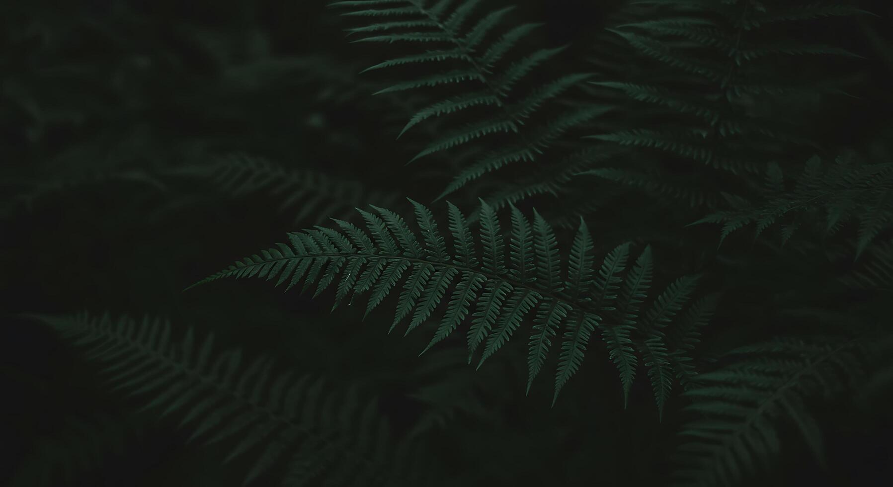 Dark green fern leaves on a dark background photo