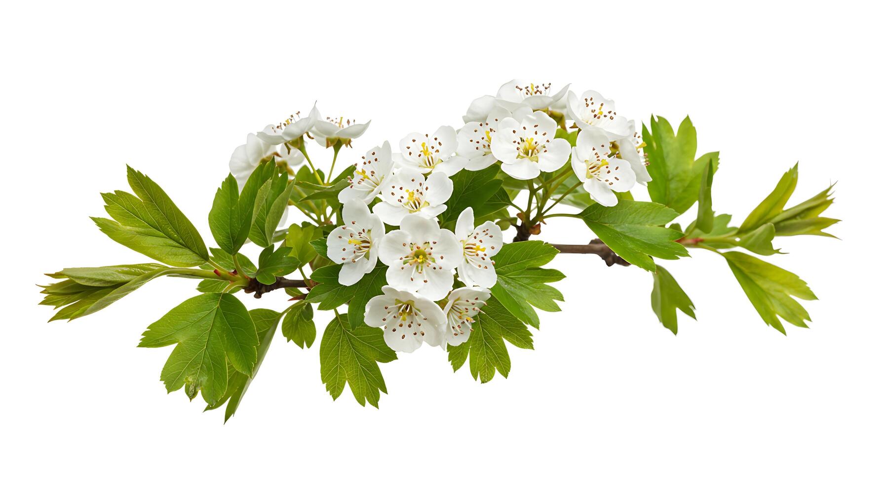 White flowers on a branch with green leaves photo