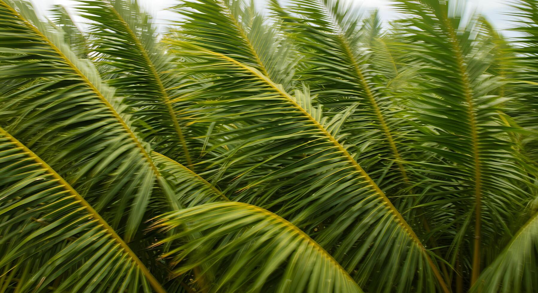 A close up of a palm tree with lots of green leaves photo