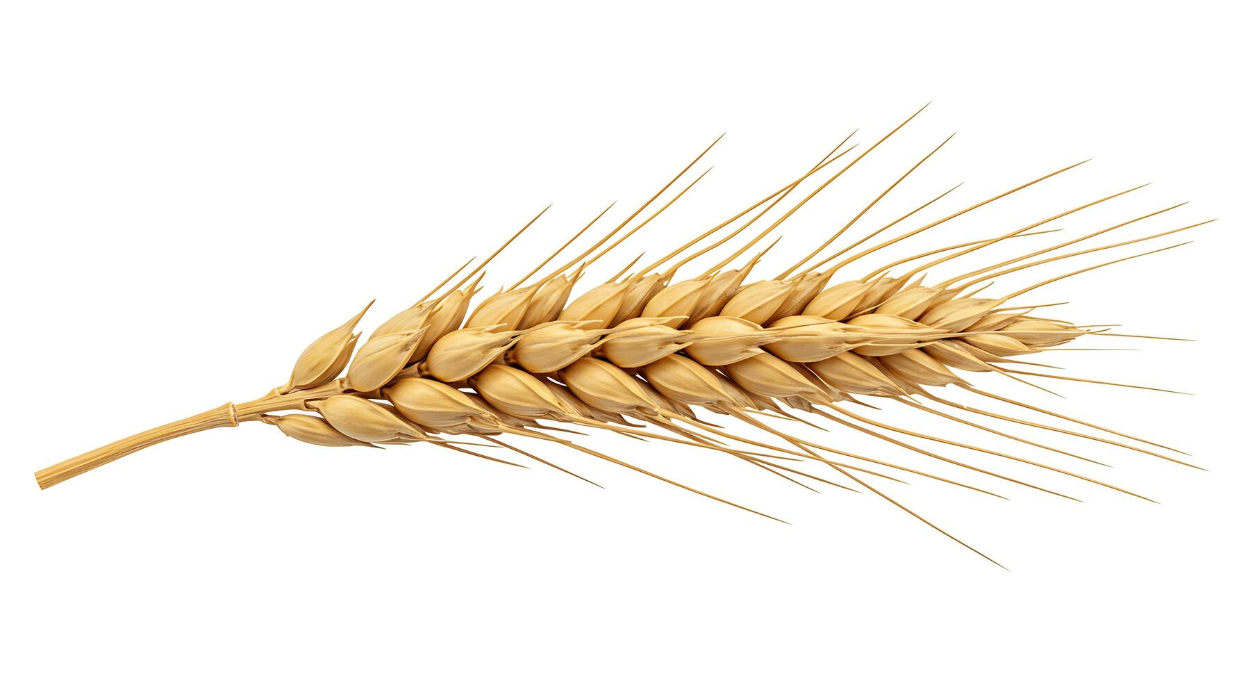 A single ear of wheat on a white background photo