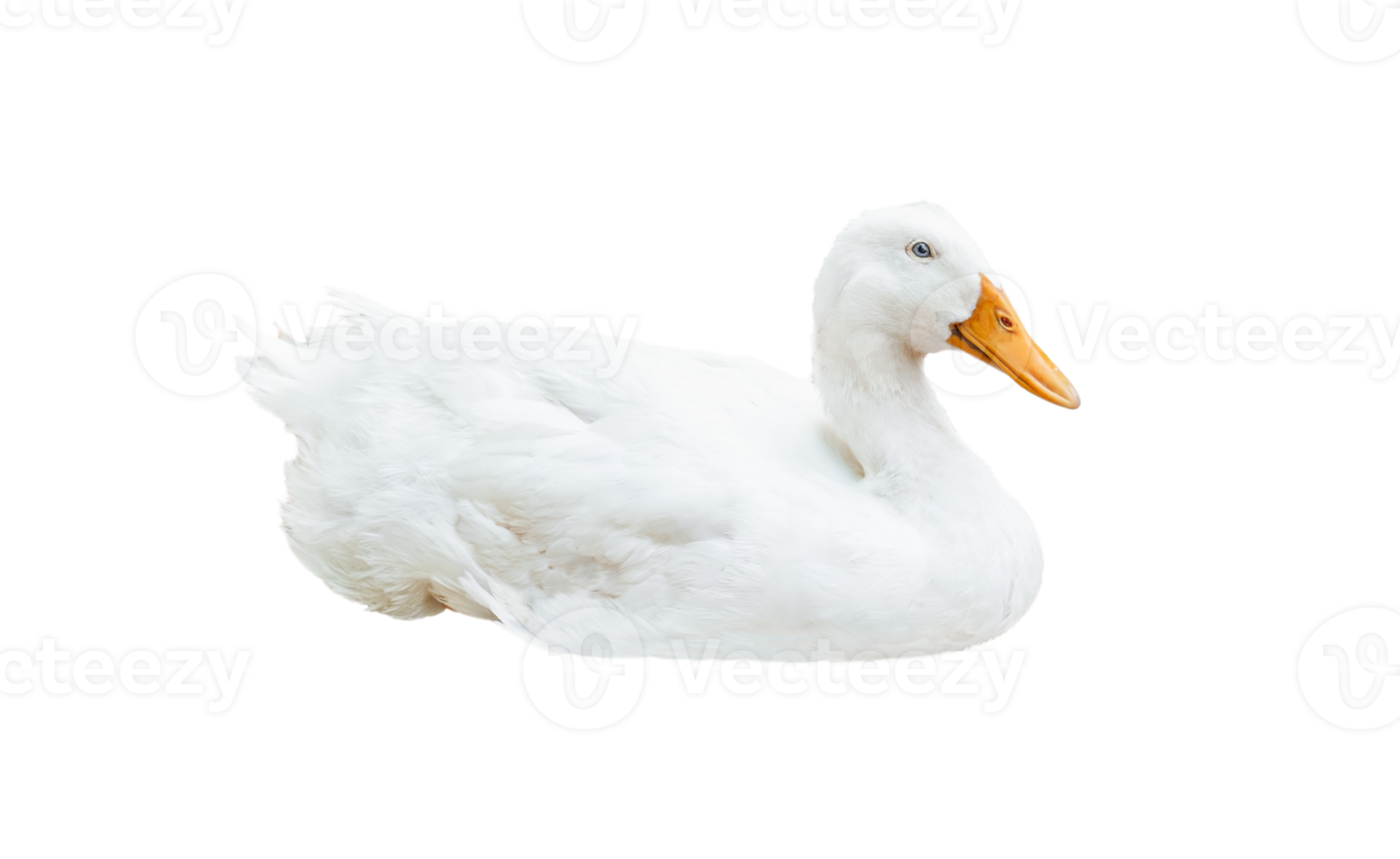 The goose lying isolated png