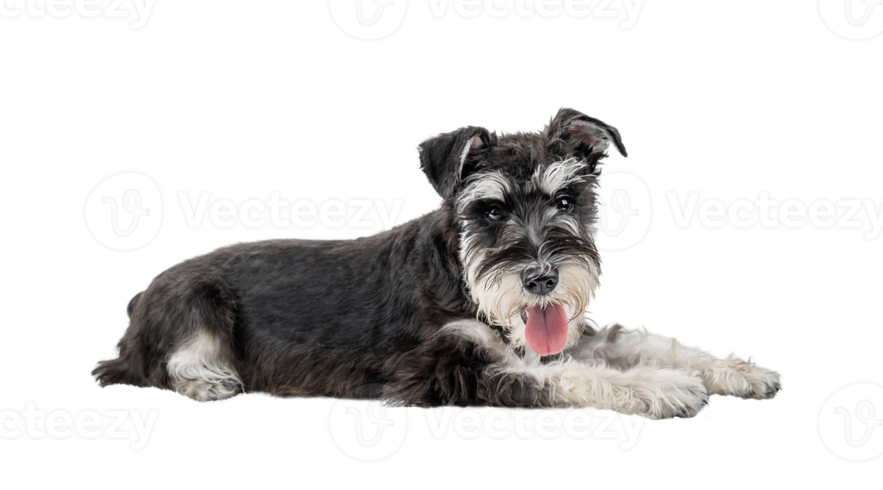 Black and white miniature schnauzer lying hanging out isolated png