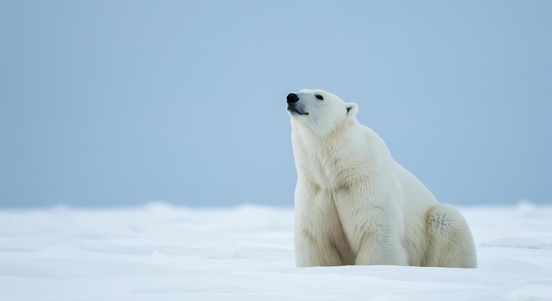 A polar bear sitting on the snow photo