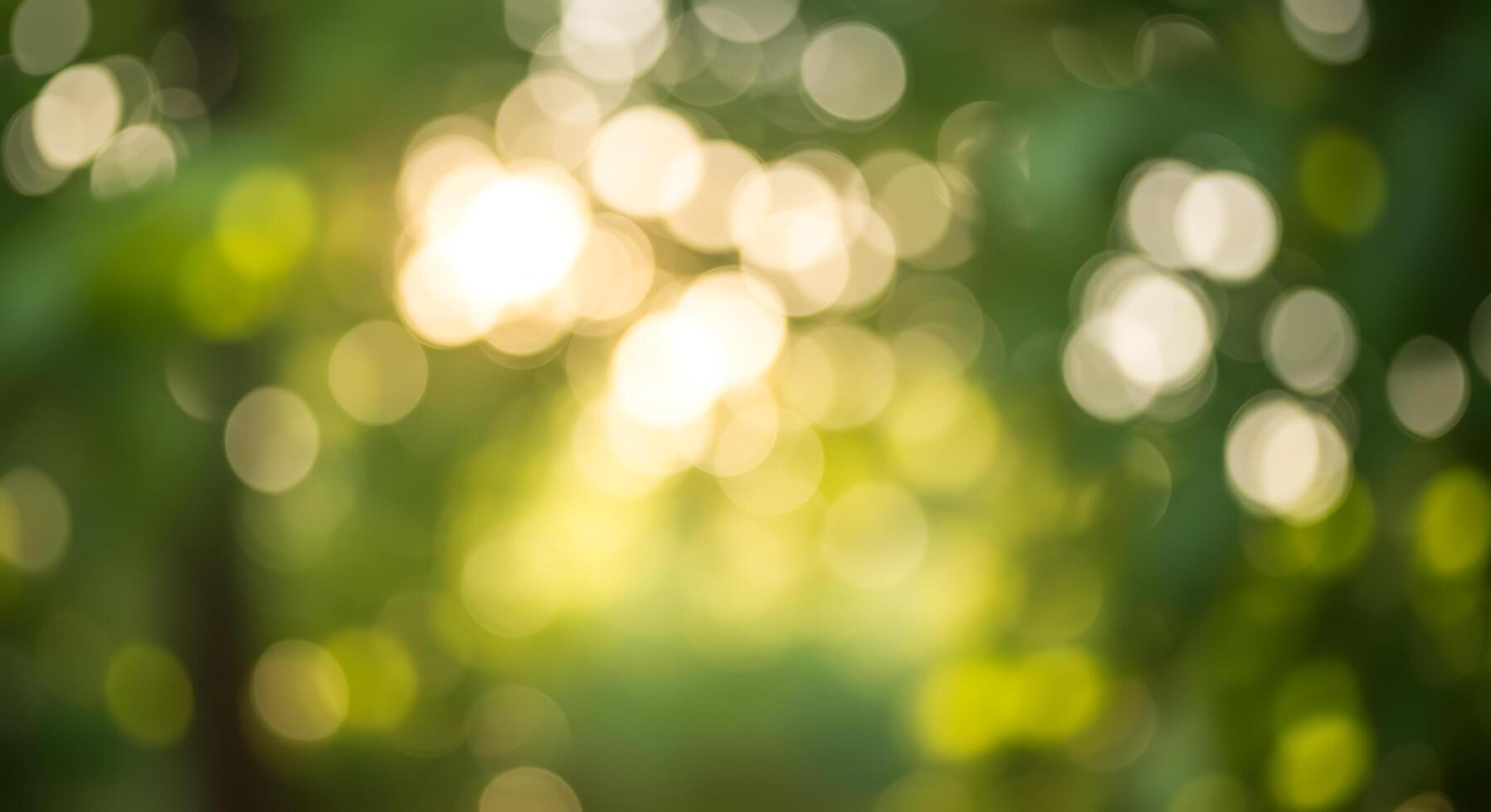 An abstract image of a tree with sunlight shining through photo