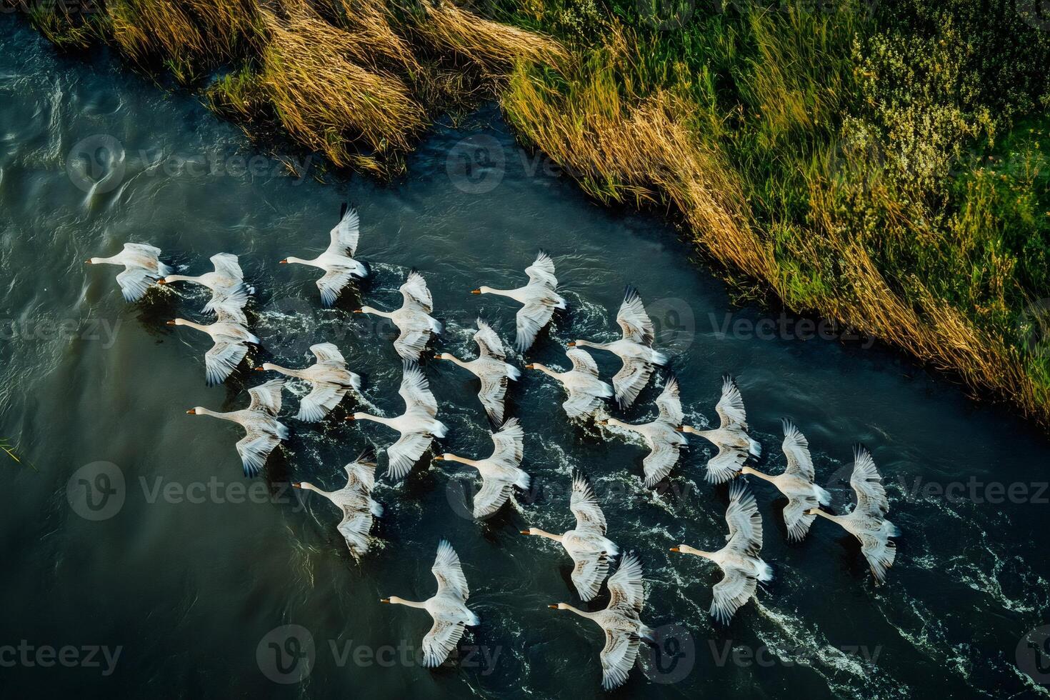 Flock of swans flying over dark water next to green grass photo