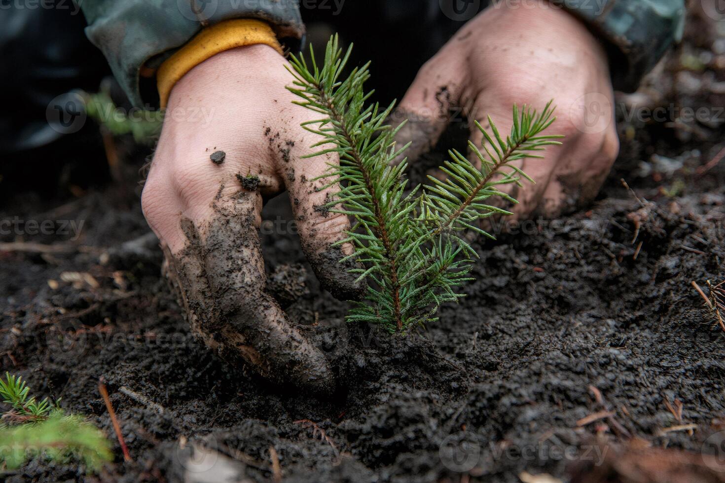 Forest engineer planting a seedling conifer tree in fertile soil photo