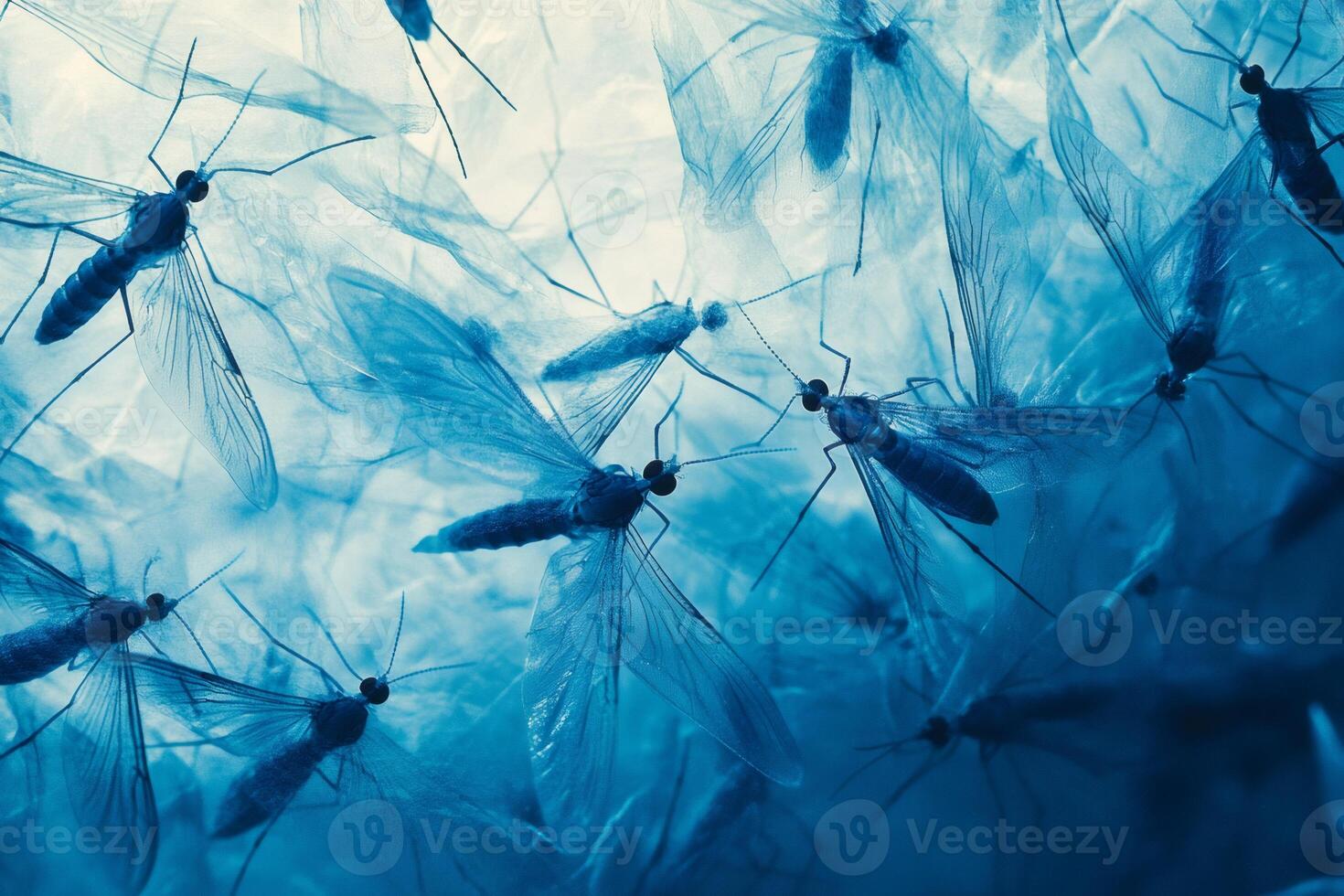 Mosquitoes swarm, creating a buzzing cloud of pests photo