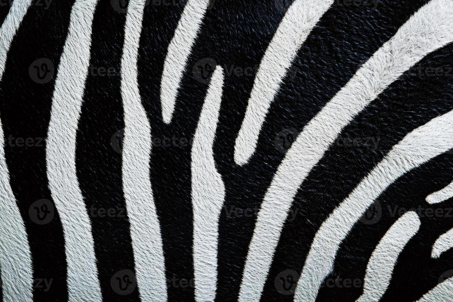 Close-up view of vibrant zebra stripes showing unique pattern photo