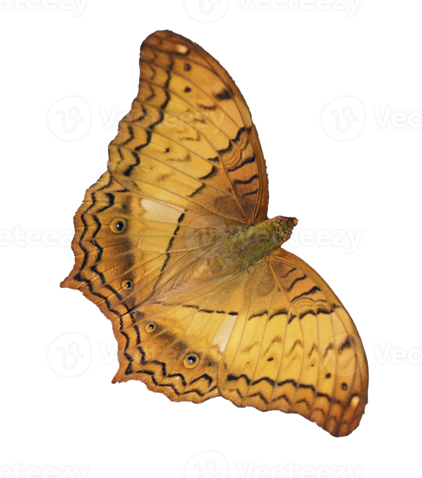 Vibrant orange butterfly with intricate black patterns on its wings, showcasing nature delicate beauty png