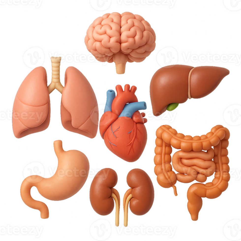Colorful 3D Rendered Body Organs for Educational Purposes png