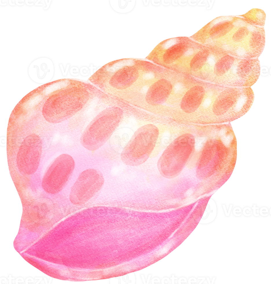 Pastel Pink gradient Conch Sea Shell Watercolor Seashell png