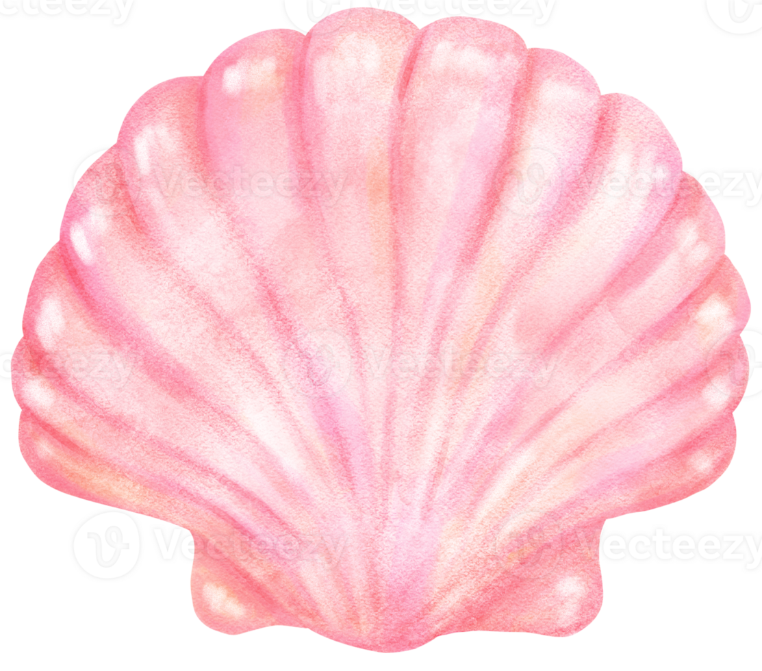 Pastel Blush Pink Clam Sea Shell Watercolor Seashell png