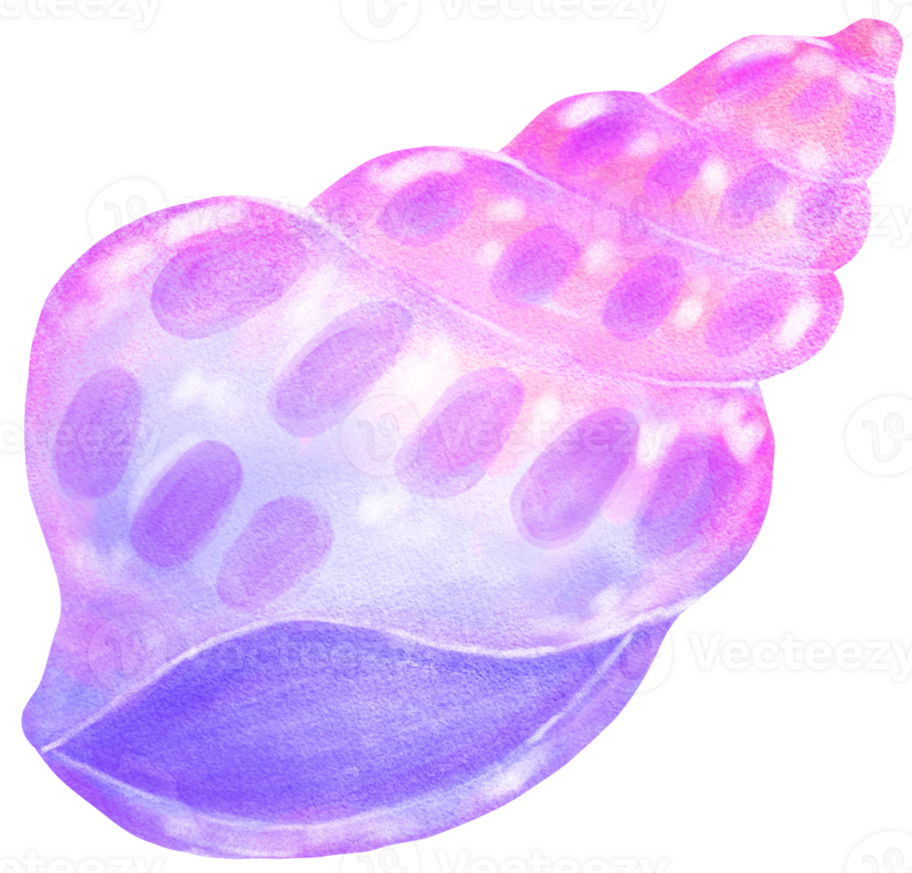Pastel purple and pink gradient Conch Sea Shell Watercolor Seashell png