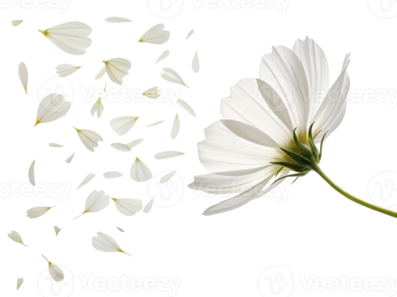 White flower with petals gently falling away like cosmos drifting in breeze creating delicate and peaceful natural scene png