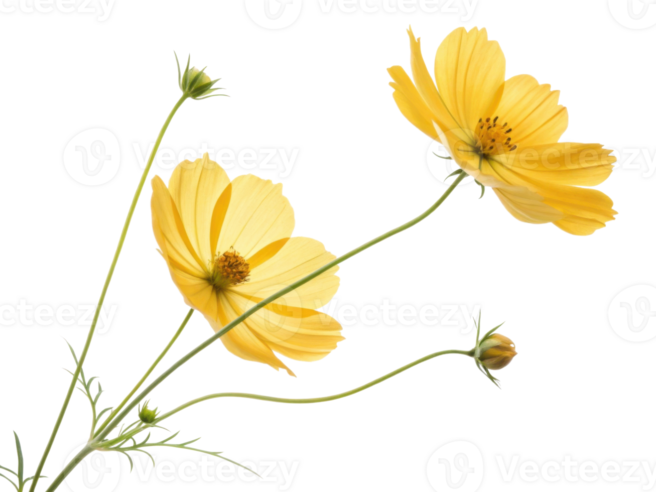Yellow cosmos flower with green stem and buds isolated on transparency background showing natural beauty and delicate petals png