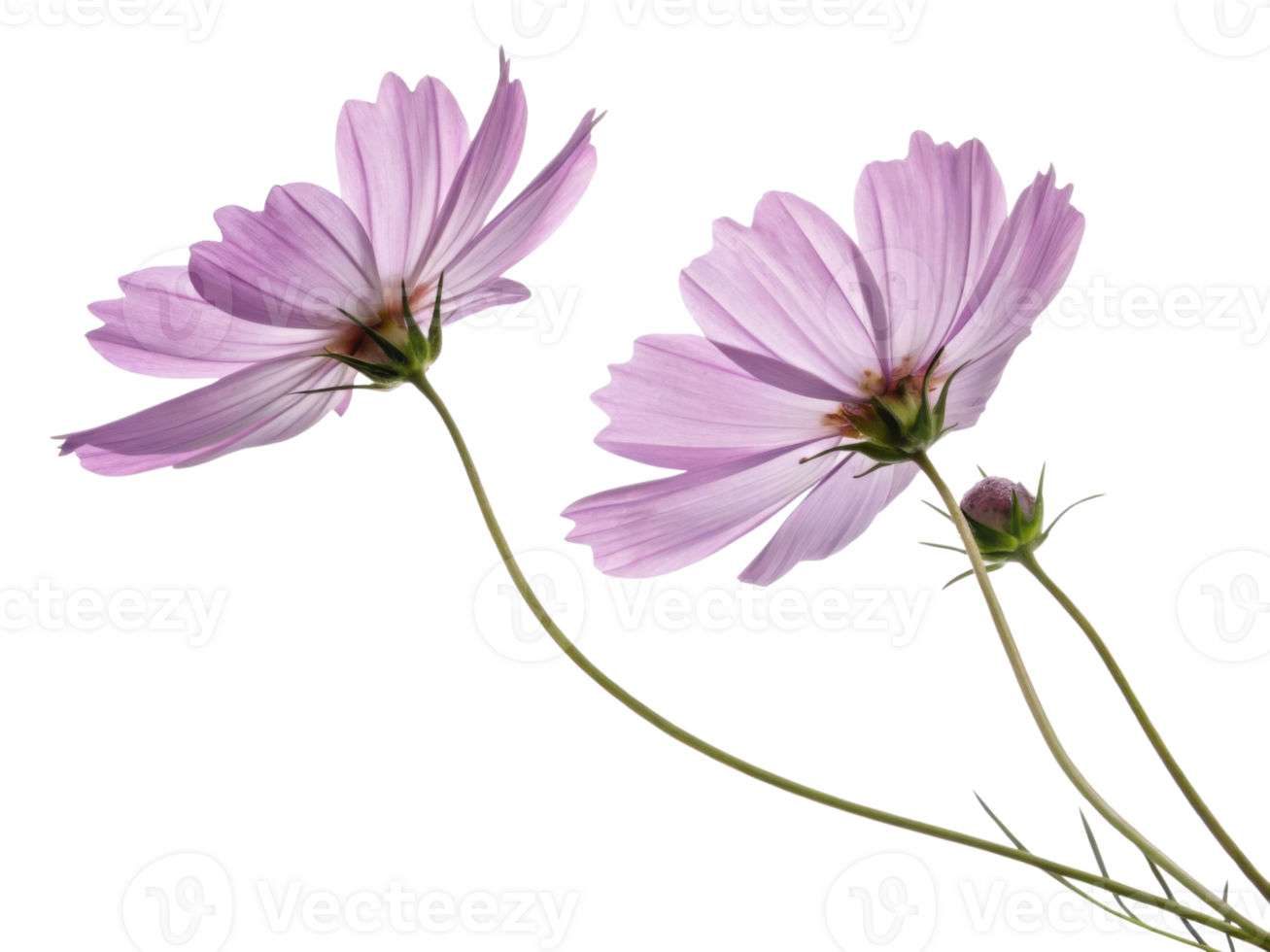 Delicate pink cosmos flower petals gently sway on slender green stems creating serene and natural floral beauty in soft light png