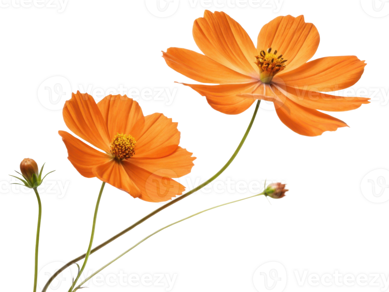 Orange cosmos flower with delicate petals and green stems showing natural beauty and vibrant color in close up isolated on white png