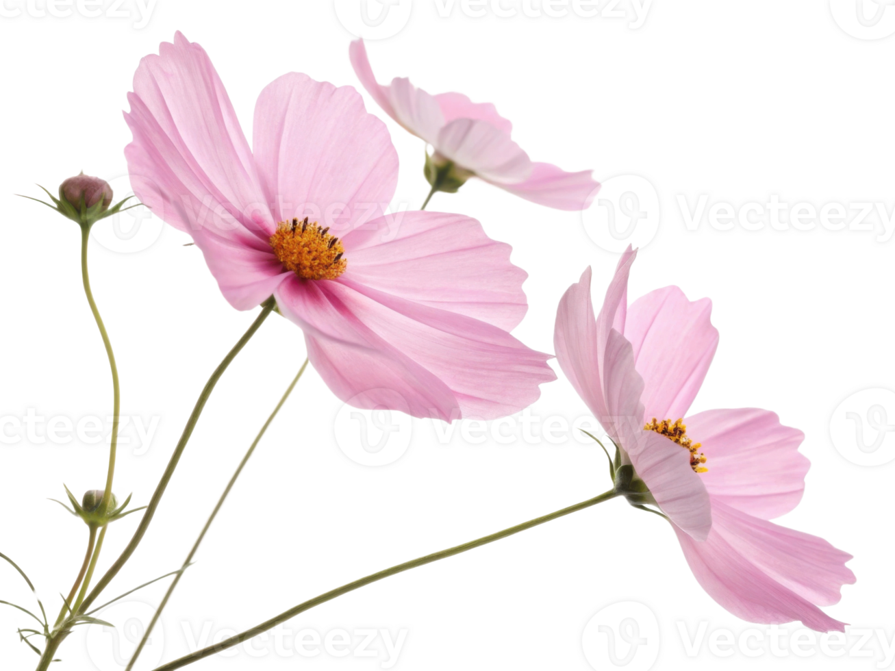 Delicate pink cosmos flower with soft petals and slender green stems creating graceful natural beauty in serene floral composition png