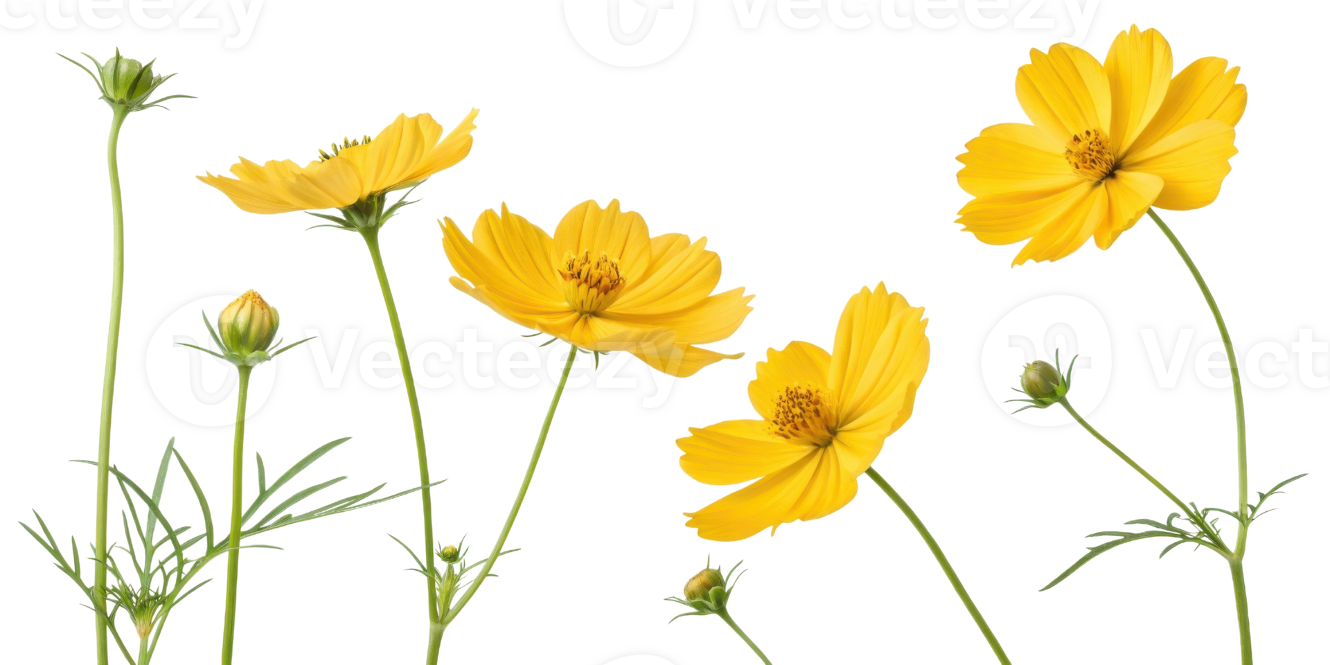 Yellow flower cosmos bloom with fresh green stems and buds creating lively natural scene full of bright beauty and delicate charm png