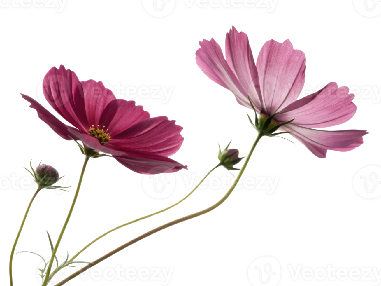 Two cosmos flowers in pink and magenta bloom gracefully with buds on slender stems creating delicate and natural floral beauty png