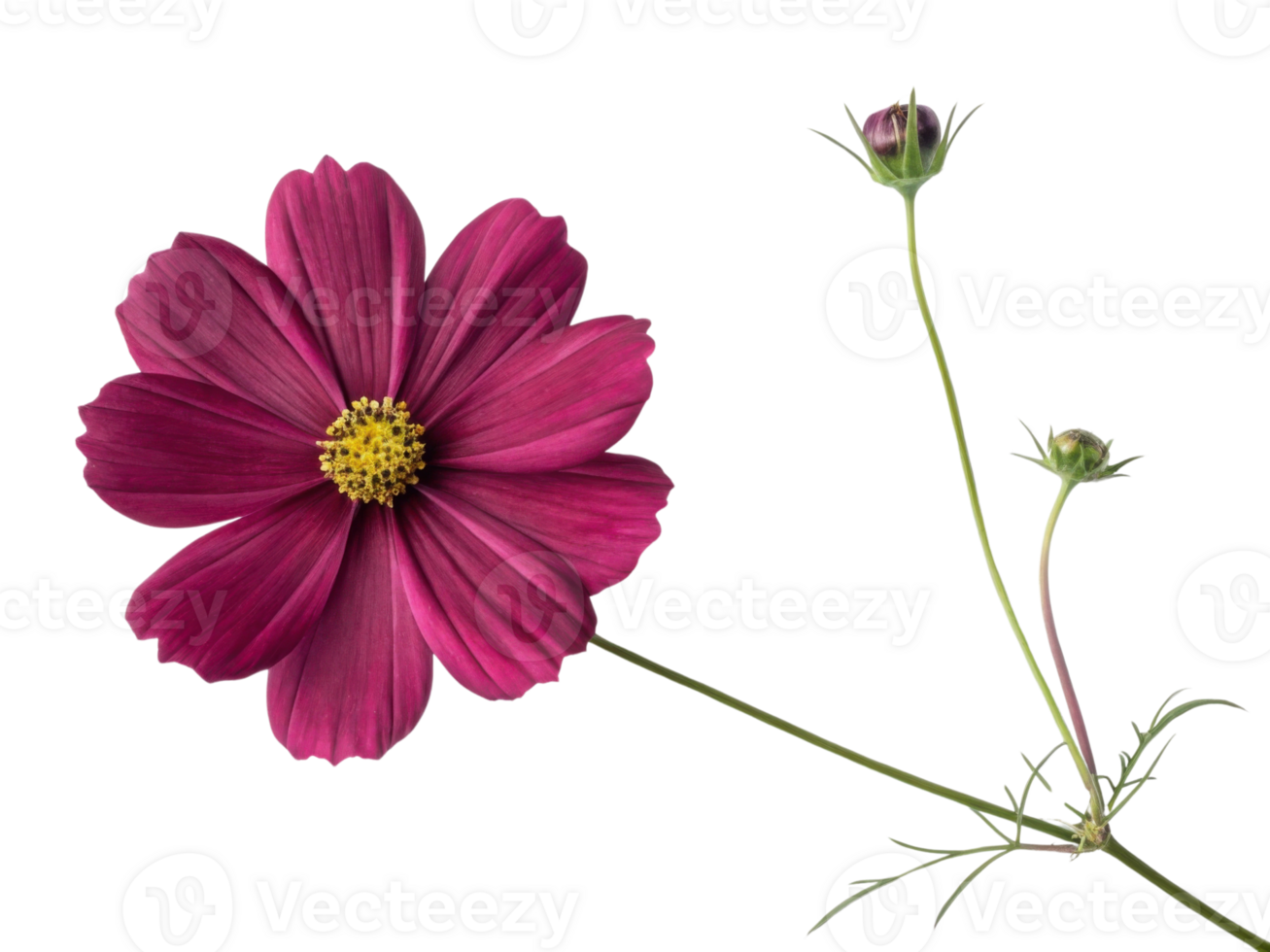 Cosmos flower with deep magenta petals and yellow center blooms beautifully with delicate green stems and buds creating vibrant natural scene png